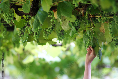 фотографія Female hand delicately picking a grape from a Spanish vineyard in Galicia