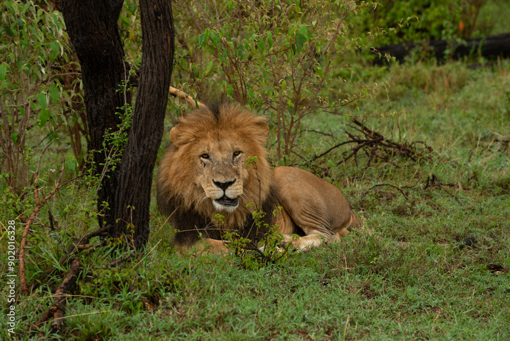 Naklejka premium lions