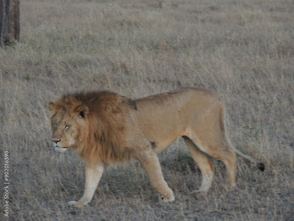 Kenyan Lions Maasai Mara Kenya East Africa Kenyan Lions Maasai Mara Kenya East Africa