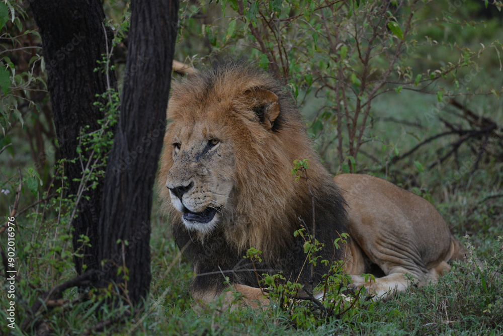 Kenyan Lions Maasai Mara Kenya East Africa Kenyan Lions Maasai Mara Kenya East Africa