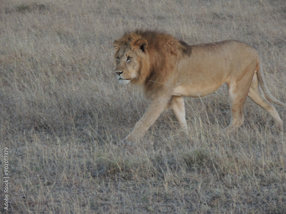 Kenyan Lions Maasai Mara Kenya East Africa Kenyan Lions Maasai Mara Kenya East Africa