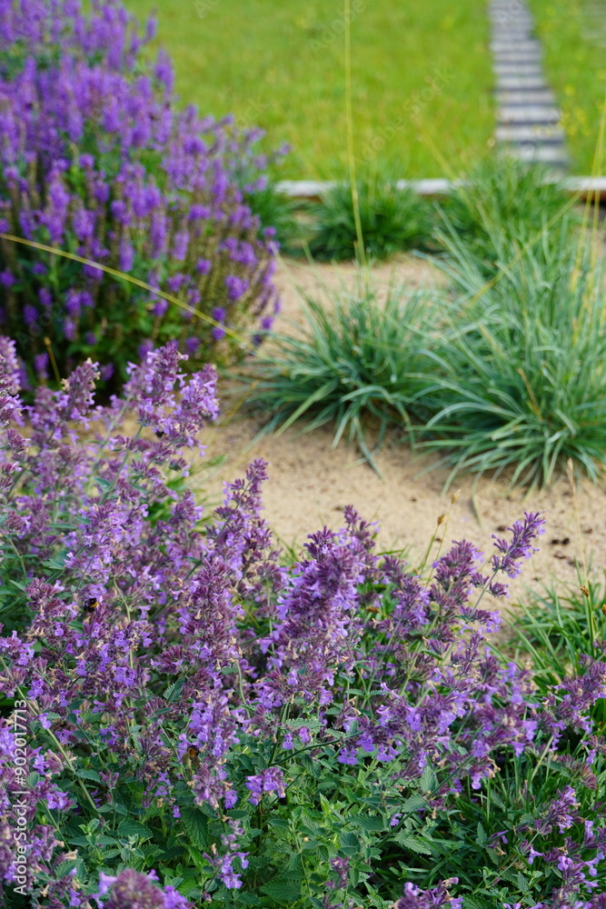 Obraz premium Close up of lilac catmint plant. Blurred grey stone background. Summertime. Pirita, Tallinn 2024