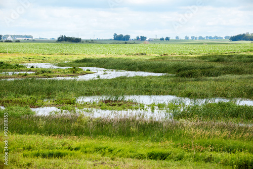 Iowa wetland showing ponds and grassland on a summer day. 