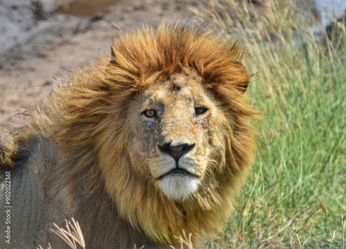 A close-up of a majestic lion in the Serengeti, capturing its powerful presence and regal demeanor in the wild