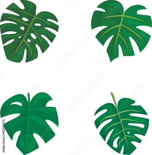 Four different styled illustrations of green monstera deliciosa leaves isolated on white background