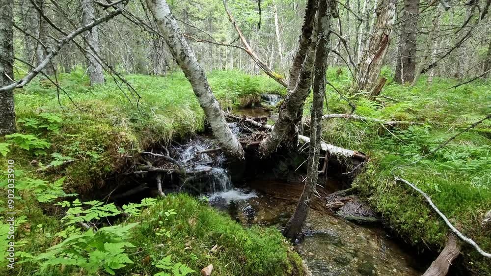 Small clean water stream in dense forest with small waterfall Small clean water stream in dense forest with small waterfall