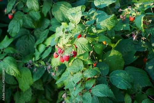 Zbiory malin, które dojrzewają na słońcu. Harvest of raspberries that ripen in the sun. 