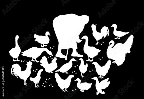 Pushed old woman with stick and feeder feeds poultry vector silhouette illustration isolated. Farmer grandmother on village farm with goose, turkey, duck, chicken. Hungry farm animal eat organic corn.