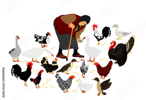 Pushed old woman with stick and feeder dish feeds the poultry. Farmer grandmother on village farm with goose, turkey, duck and chicken. Hungry farm animal eat organic corn. Vintage folklore dress lady