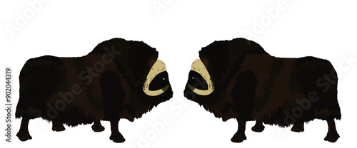 Opponents duel muskox male battle for female mating. Powerful bull Muskox vector silhouette illustration isolated on white. Musk ox beef meat organic. Powerful arctic animal symbol.