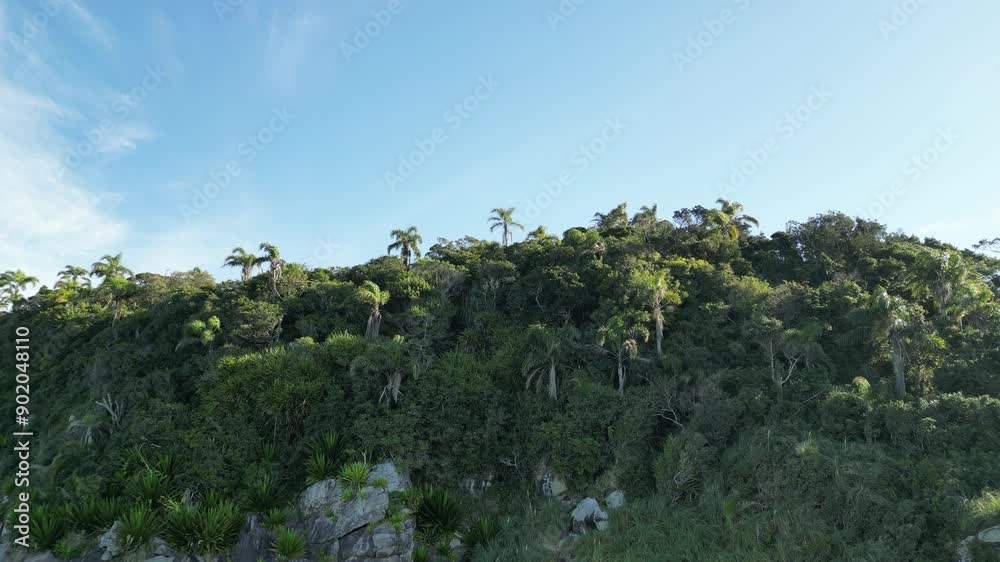trees in the mountains trees in the mountains