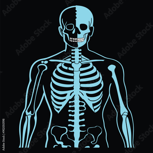 Hauntingly beautiful human skeleton illustration for digital art, vector, cartoon, clipart, and line art designs.