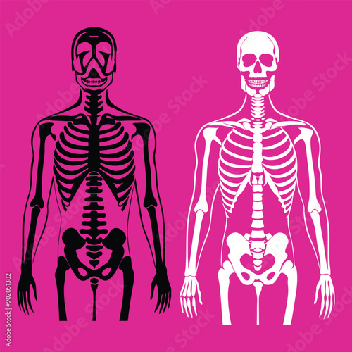 Hauntingly beautiful human skeleton illustration for digital art, vector, cartoon, clipart, and line art designs.