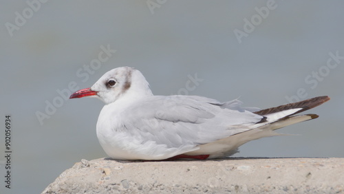 Chroicocephalus ridibundus aka Black-headed Gull on the beach. Neusiedler see lake. Austria. photo