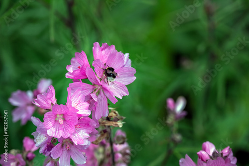 Close up of pink Malva thuringiaca or tree lavatera flowers with a bumble bee in summer
