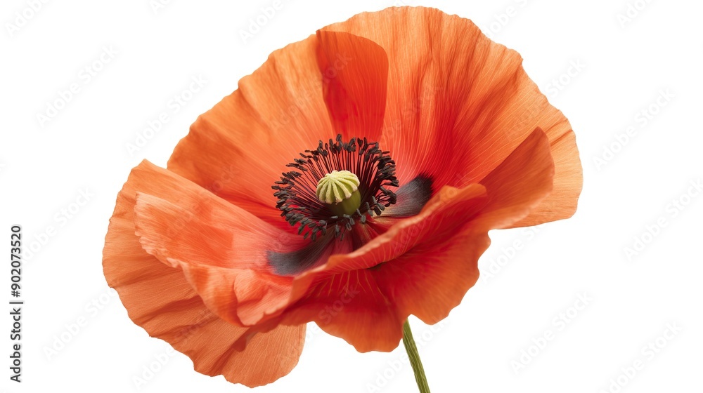 one single red poppy flower on white background one single red poppy flower on white background