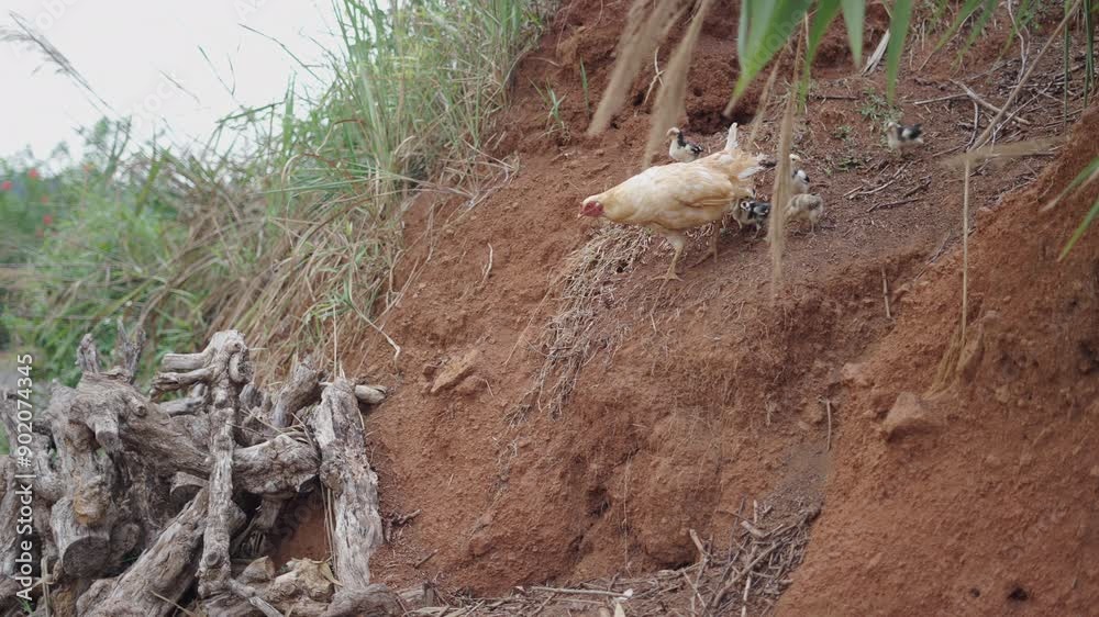 Free-ranging chicks follow their mother across the land near the road in Vietnam Free-ranging chicks follow their mother across the land near the road in Vietnam