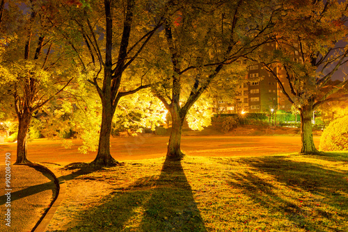 街灯がショーアップする深夜の公園 photo