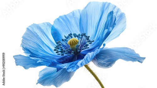 one single blue poppy flower on white background
