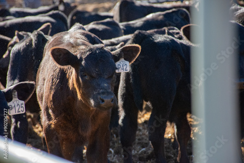 Φωτογραφία Cattle Branding