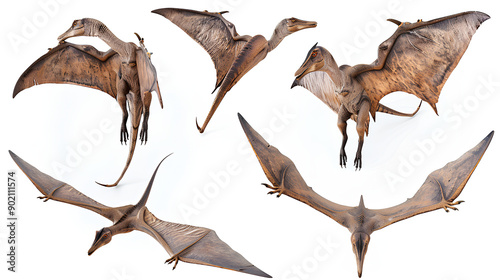 Set of pterodactyl