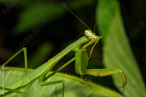 食後に釜を手入れするカマキリ