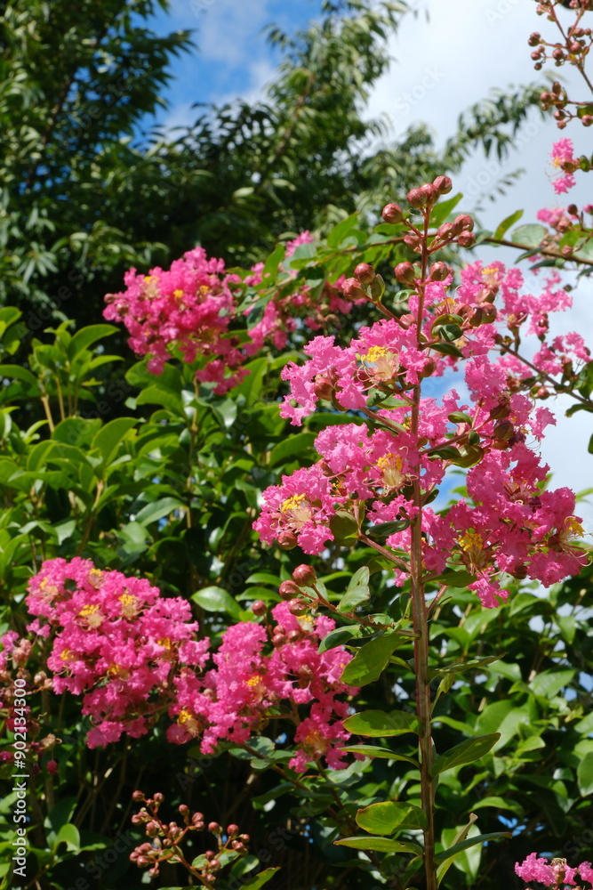 暑い夏に咲くサルスベリの赤い花 暑い夏に咲くサルスベリの赤い花