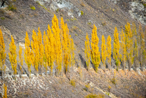 Fototapeta Poplar Trees on Chard Road - New Zealand