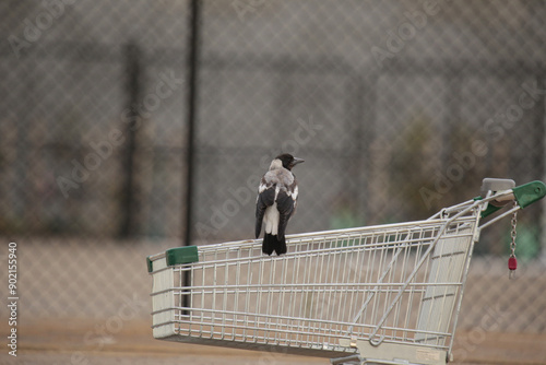 Magpie perched on a shopping trolley outside