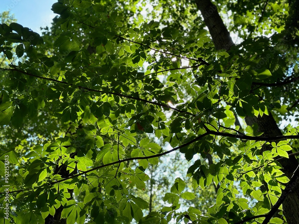 Fototapeta premium green leaves in the sun