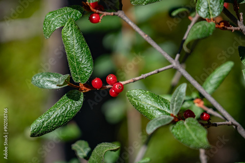 Shepherdia canadensis, Canada buffaloberry, russet buffaloberry,[3] soopolallie, soapberry, or foamberry, Denali Bus Depot, Denali National Park and Preserve

 photo