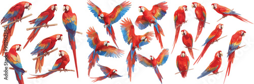 parrot watercolor clipart