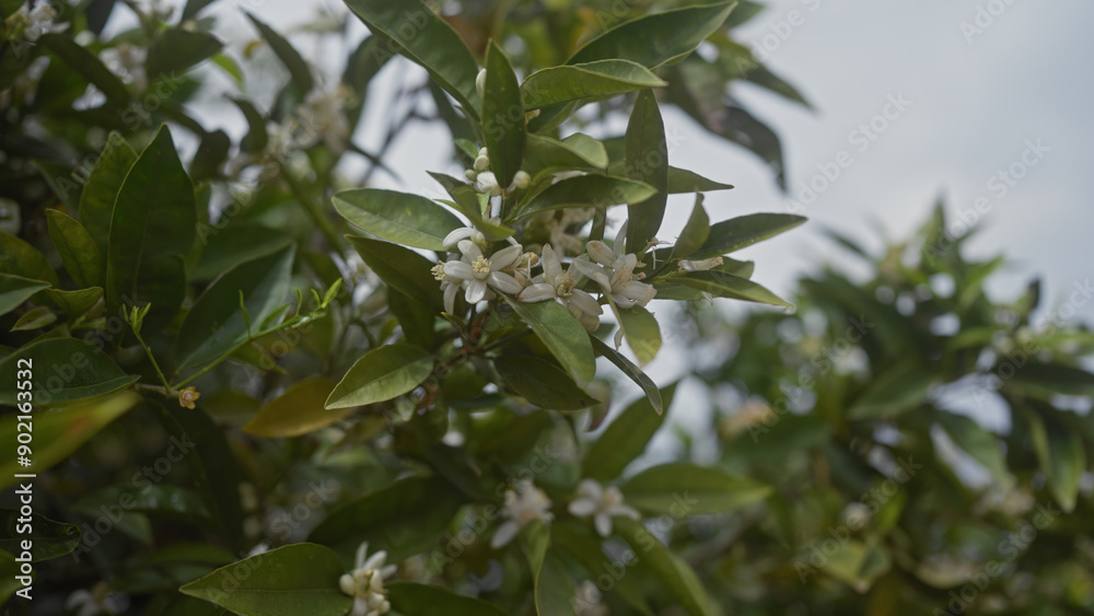 Close-up view of a flowering citrus sinensis sweet orange tree with white blossoms and green leaves. Close-up view of a flowering citrus sinensis sweet orange tree with white blossoms and green leaves.