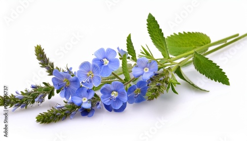 veronica officinalis herb with flowers isolated on white background photo