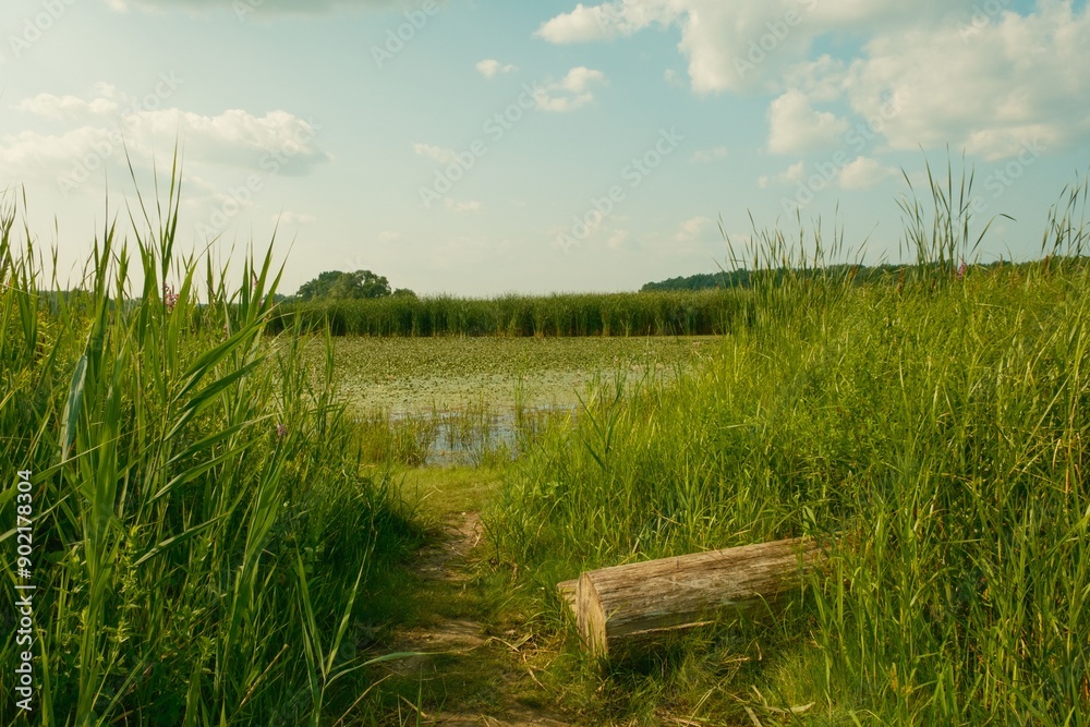 Wetland along the Mohawk River at Lions Park, Niskayuna, New York Wetland along the Mohawk River at Lions Park, Niskayuna, New York
