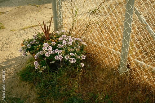 Flowers and a fence in Salisbury Beach, Massachusetts photo