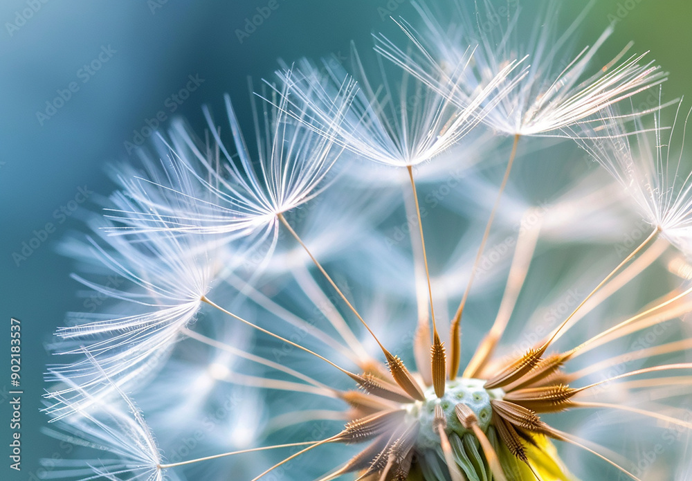 Naklejka premium Close-Up of a Dandelion with Dreamy Bokeh Background