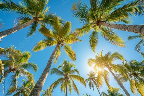 Wallpaper Mural Palm Tree Silhouette on Clear Sky Torontodigital.ca