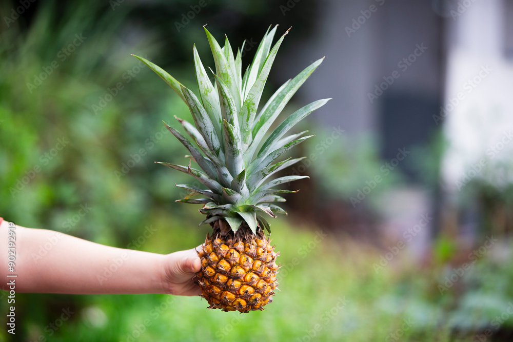 Obraz premium Pineapple fruit in woman hand on nature background. Selective focus.