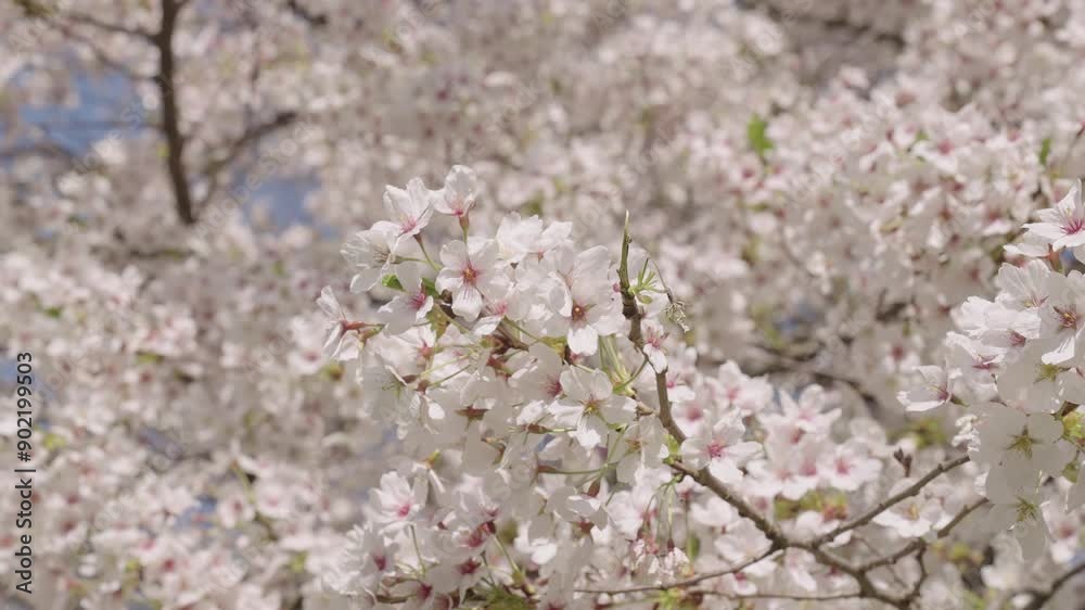 Fragile Sakura flower. Spring nature. Sakura tree with blooming flower. Blooming Japanese cherry. Japanese cherry blossom and flower. Sakura spring season. Blooming spring nature. Slow motions Fragile Sakura flower. Spring nature. Sakura tree with blooming flower. Blooming Japanese cherry. Japanese cherry blossom and flower. Sakura spring season. Blooming spring nature. Slow motions