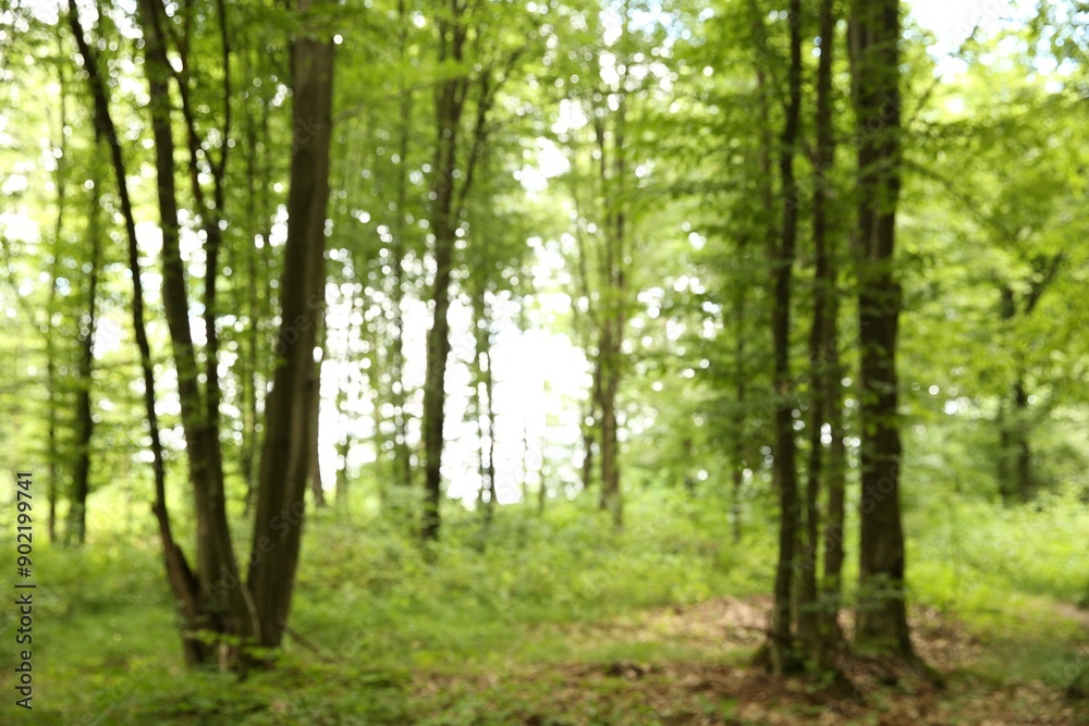 Blurred view of beautiful green trees in forest Blurred view of beautiful green trees in forest
