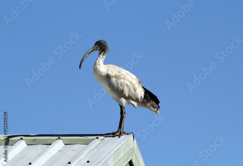 Australian White Ibis bird standing on a metal roof against a clear blue sky photo