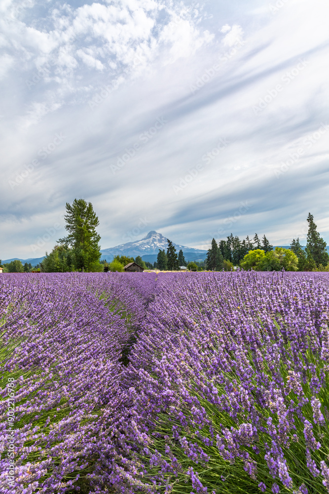 Lavender Farm in Hood River, Oregon and Mount Hood in the background Lavender Farm in Hood River, Oregon and Mount Hood in the background
