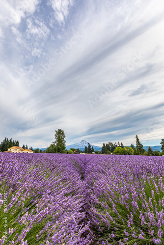 Lavender Farm in Hood River, Oregon and Mount Hood in the background photo