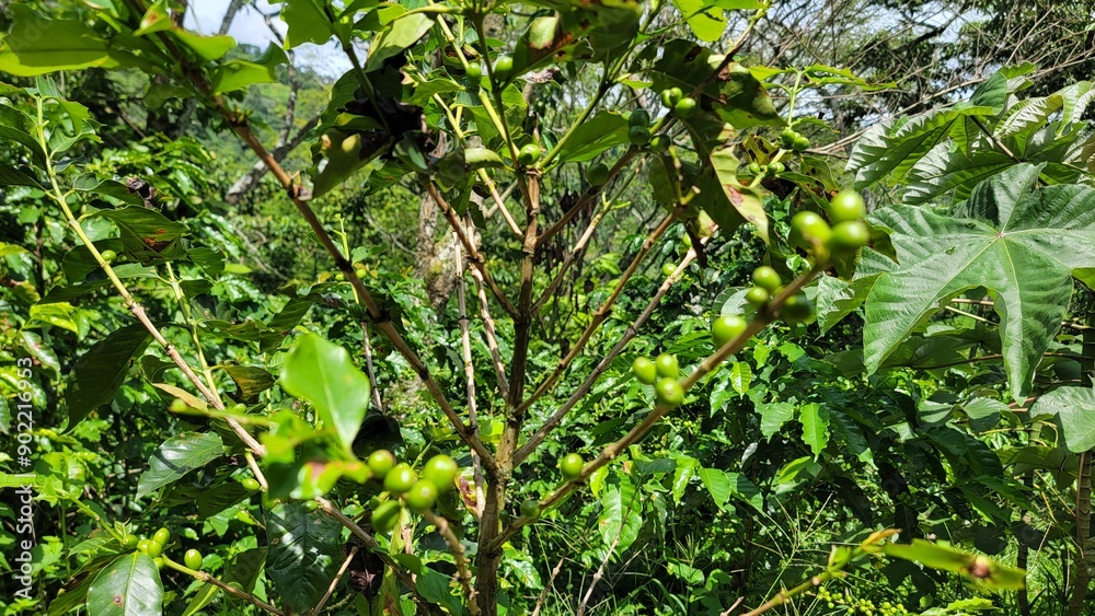 Fototapeta premium plant of coffee