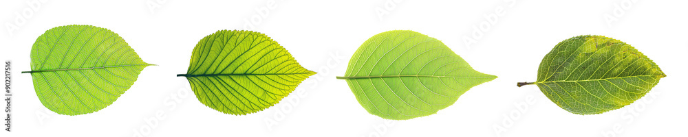 Obraz premium Four green leaves with visible veins on a white background. Suitable for ecofriendly, nature themed designs or botanical illustrations.