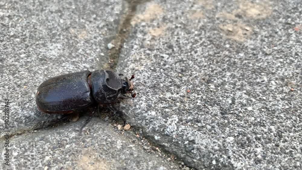 custom made wallpaper toronto digitalBlack beetle or Oryctes rhinoceros walking on the ground