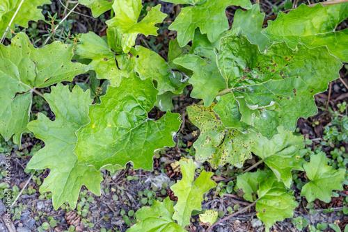 Petasites frigidus, the Arctic sweet coltsfoot or Arctic butterbur, Denali Sled Dog Kennels Trail, Denali National Park and Preserve photo