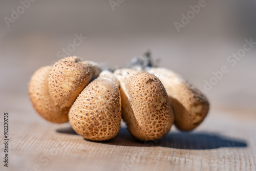 Apioperdon pyriforme, pear-shaped puffball or stump puffball, is a saprobic fungus present throughout much of the world. Denali Sled Dog Kennels, Denali National Park and Preserve photo