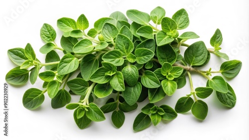 Fresh Green Oregano Sprigs Isolated on White Background